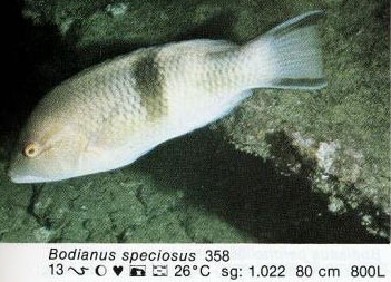 Bodianus speciosus